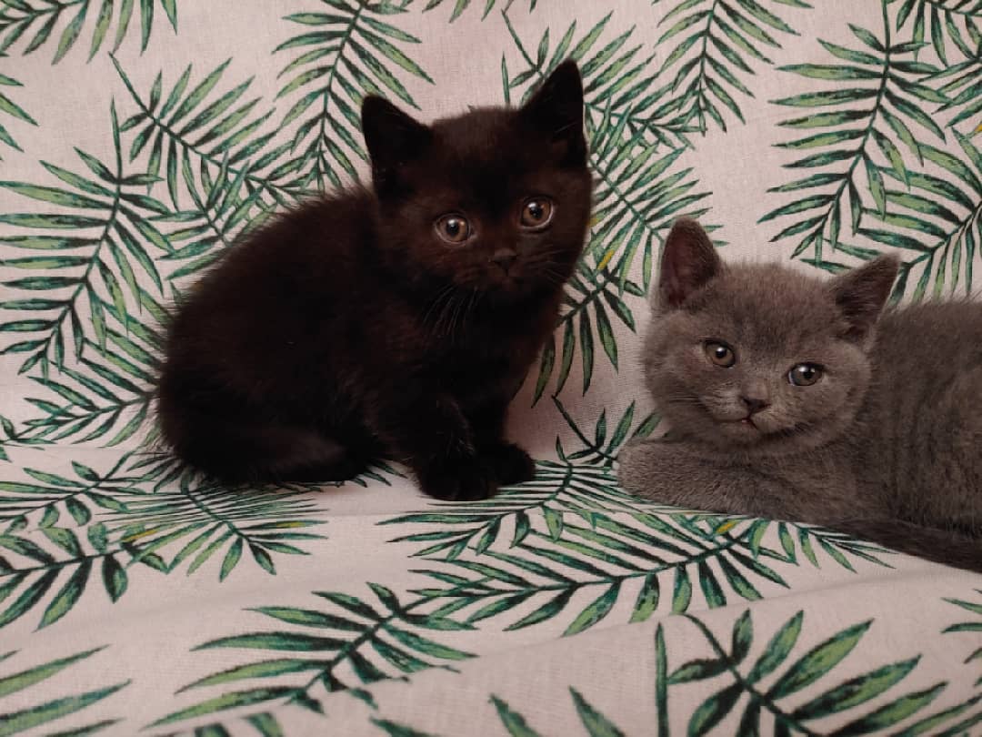 184068766_4101112726603083_6029740411589113562_n